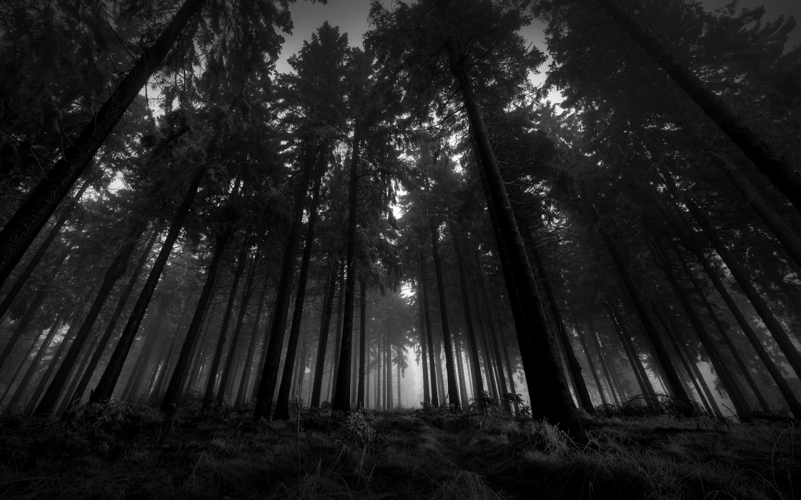 الغابة السوداء | يلا بوك