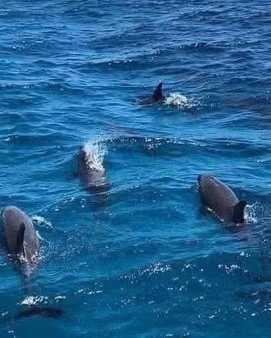 رحلة الدولفين هاوس