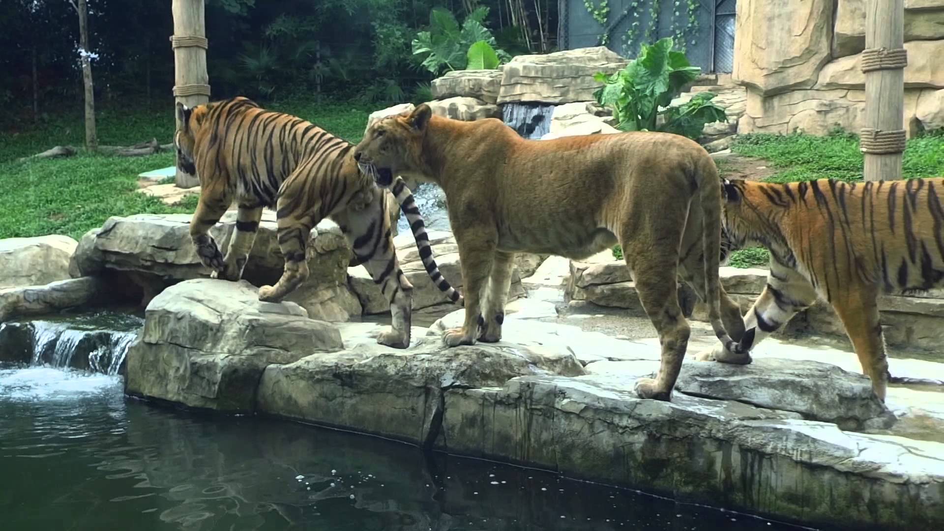 Зоопарк 1 видео