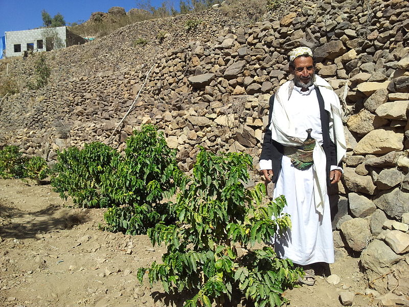 زراعة القات بحطيب اليمن