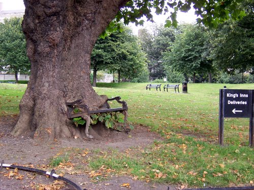 الشجرة المفترسة في دبلن.. 4582900