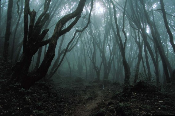 غابة الانتحار في اليابان حيث رائحة الرعب والطبيعة الساحرة يلا بوك