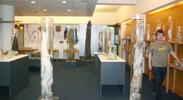  متحف أعضاء تناسلية للثديات