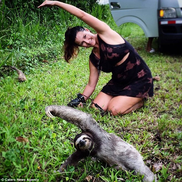 مغامران أستراليان يلتقطان صورًا نادرة لحيوان الكسلان يمارس اليوجا