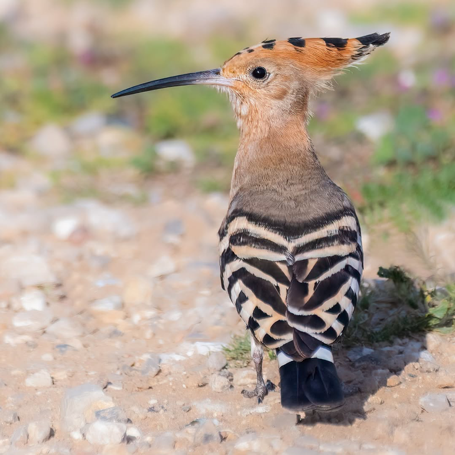 جولة مراقبة الطيور في أسوان — اكتشف سحر جزر النيل